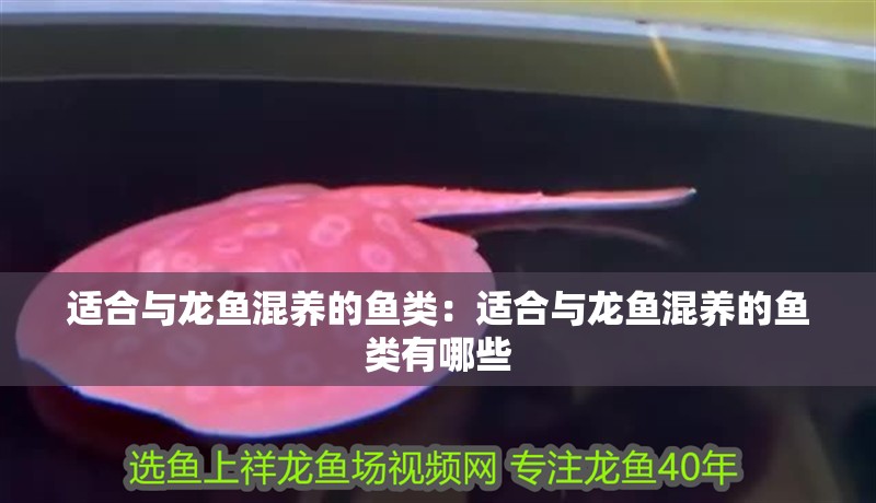 適合與龍魚混養的魚類：適合與龍魚混養的魚類有哪些