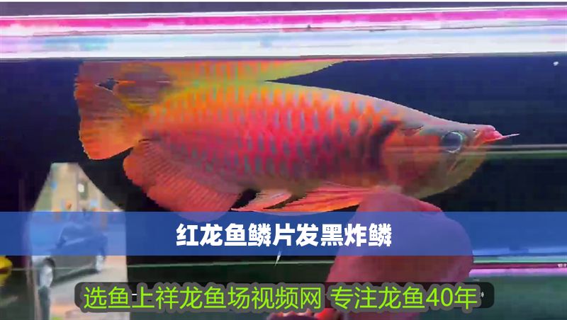 紅龍魚鱗片發黑炸鱗