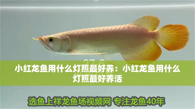 小紅龍魚用什么燈照最好養(yǎng)：小紅龍魚用什么燈照最好養(yǎng)活