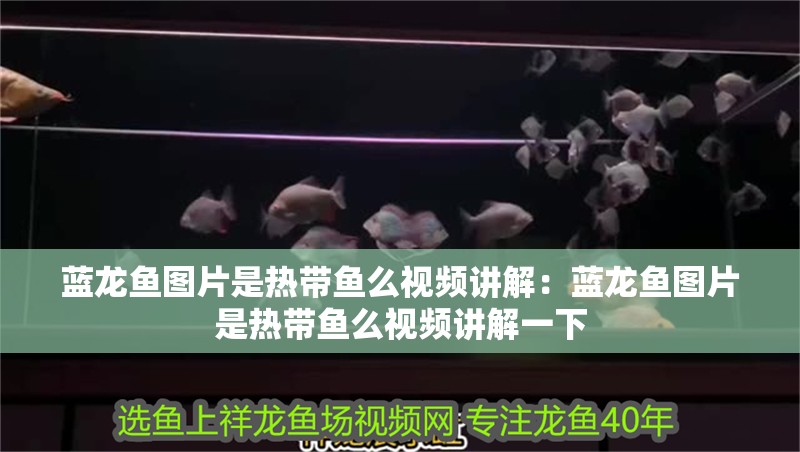 藍(lán)龍魚(yú)圖片是熱帶魚(yú)么視頻講解:藍(lán)龍魚(yú)圖片是熱帶魚(yú)么視頻講解一下 水族問(wèn)答 藍(lán)龍魚(yú)圖片是熱帶魚(yú)么視頻講解:藍(lán)龍魚(yú)圖片是熱帶魚(yú)么視頻講解一下 藍(lán)龍魚(yú)圖片是熱帶魚(yú)么視頻講解:藍(lán)龍魚(yú)圖片是熱帶魚(yú)么視頻講解一下 水族問(wèn)答