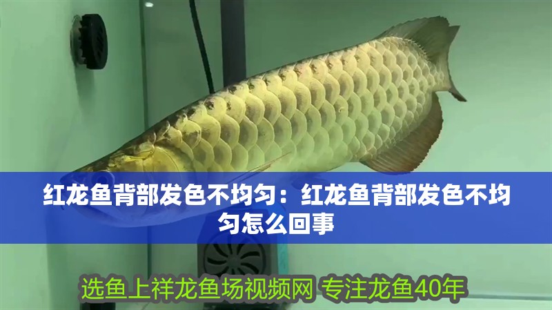 紅龍魚背部發色不均勻：紅龍魚背部發色不均勻怎么回事