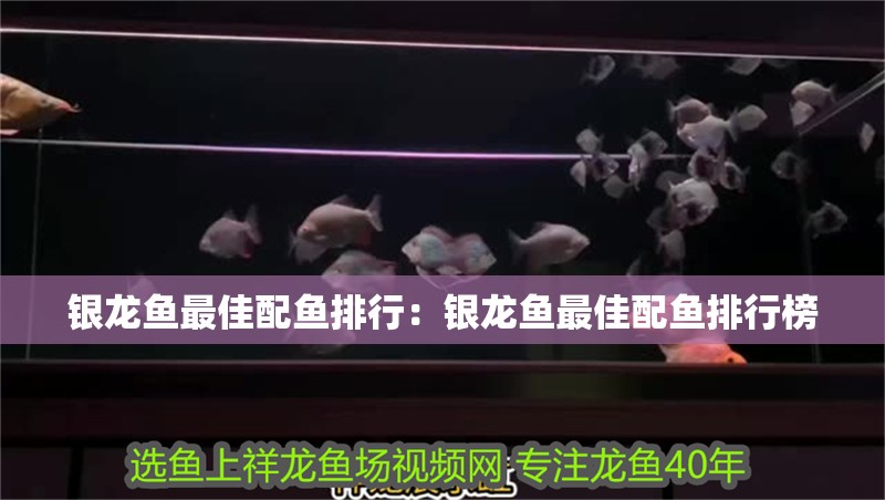 銀龍魚最佳配魚排行：銀龍魚最佳配魚排行榜 銀龍魚最佳配魚排行：銀龍魚最佳配魚排行榜 水族問答