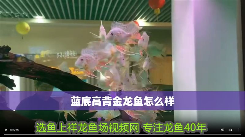 藍底高背金龍魚怎么樣 藍底高背金龍魚怎么樣 龍魚百科 第2張