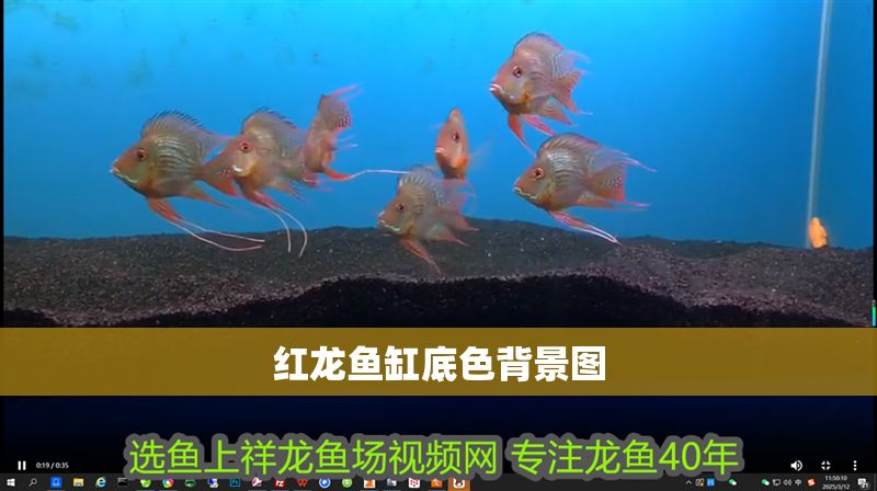 紅龍魚缸底色背景圖 紅龍魚缸底色背景圖 龍魚百科 第1張