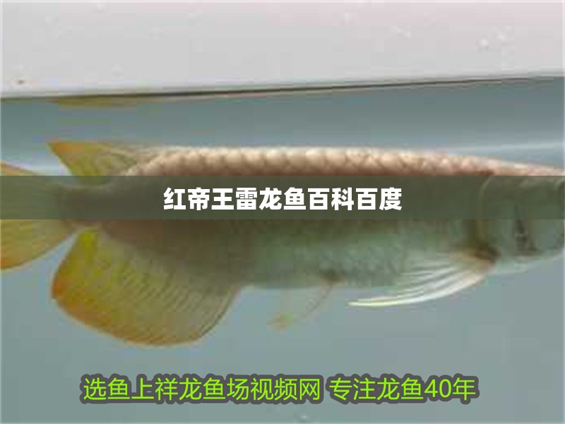 紅帝王雷龍魚百科百度