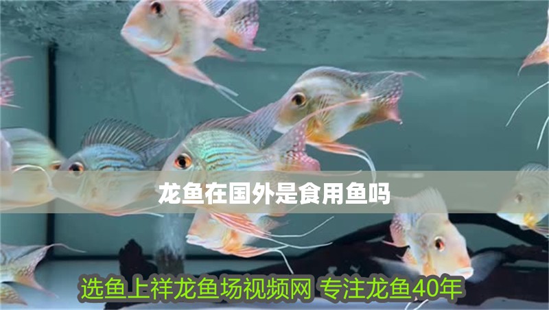 龍魚在國外是食用魚嗎