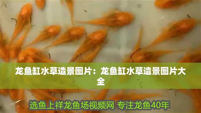 龍魚缸水草造景圖片：龍魚缸水草造景圖片大全