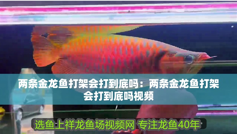 兩條金龍魚打架會打到底嗎：兩條金龍魚打架會打到底嗎視頻 兩條金龍魚打架會打到底嗎：兩條金龍魚打架會打到底嗎視頻 水族問答