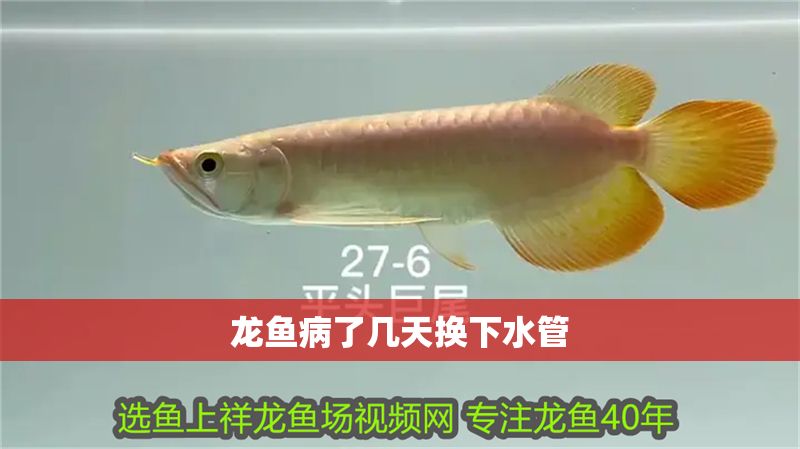 龍魚病了幾天換下水管