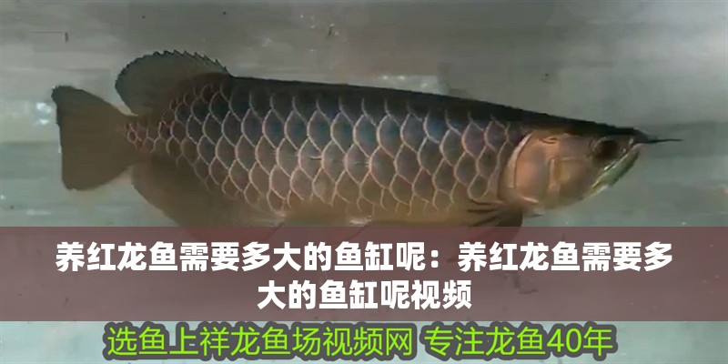 養(yǎng)紅龍魚需要多大的魚缸呢：養(yǎng)紅龍魚需要多大的魚缸呢視頻