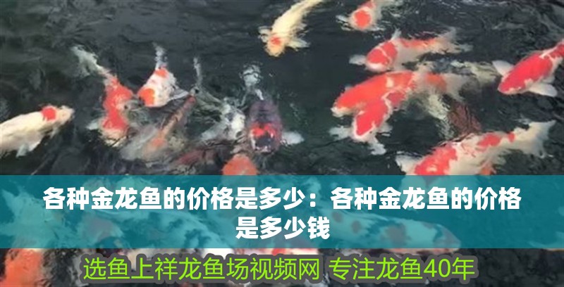 各種金龍魚的價格是多少：各種金龍魚的價格是多少錢