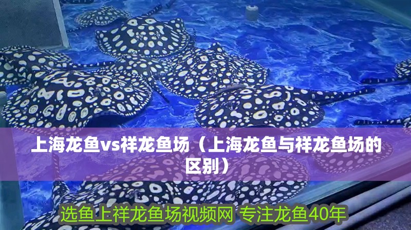 上海龍魚vs祥龍魚場（上海龍魚與祥龍魚場的區別）
