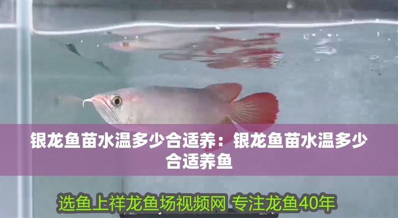 銀龍魚苗水溫多少合適養(yǎng)：銀龍魚苗水溫多少合適養(yǎng)魚