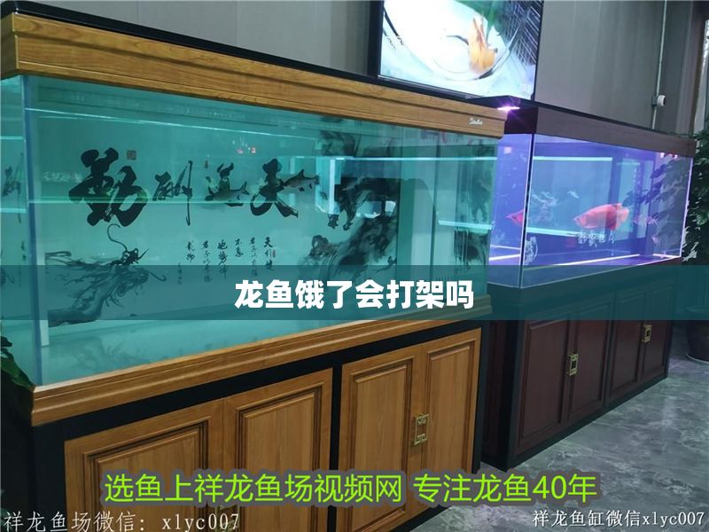 龍魚餓了會打架嗎