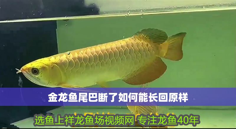 金龍魚尾巴斷了如何能長回原樣 龍魚百科 第1張 金龍魚尾巴斷了如何能長回原樣 金龍魚尾巴斷了如何能長回原樣 龍魚百科 第1張