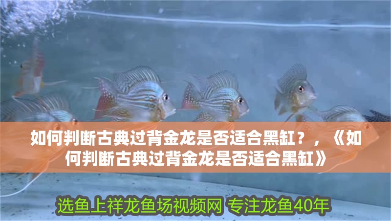 如何判斷古典過(guò)背金龍是否適合黑缸？，《如何判斷古典過(guò)背金龍是否適合黑缸》