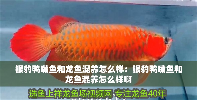 魚缸造景沙石圖片高清 魚缸百科 魚缸造景沙石圖片高清 魚缸造景沙石圖片高清 魚缸百科
