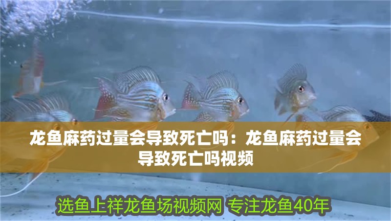 龍魚麻藥過量會導(dǎo)致死亡嗎：龍魚麻藥過量會導(dǎo)致死亡嗎視頻