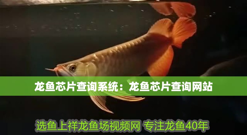 龍魚芯片查詢系統(tǒng):龍魚芯片查詢網(wǎng)站 水族問答 龍魚芯片查詢系統(tǒng):龍魚芯片查詢網(wǎng)站 龍魚芯片查詢系統(tǒng):龍魚芯片查詢網(wǎng)站 水族問答