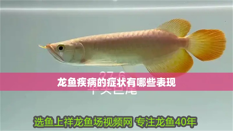龍魚疾病的癥狀有哪些表現