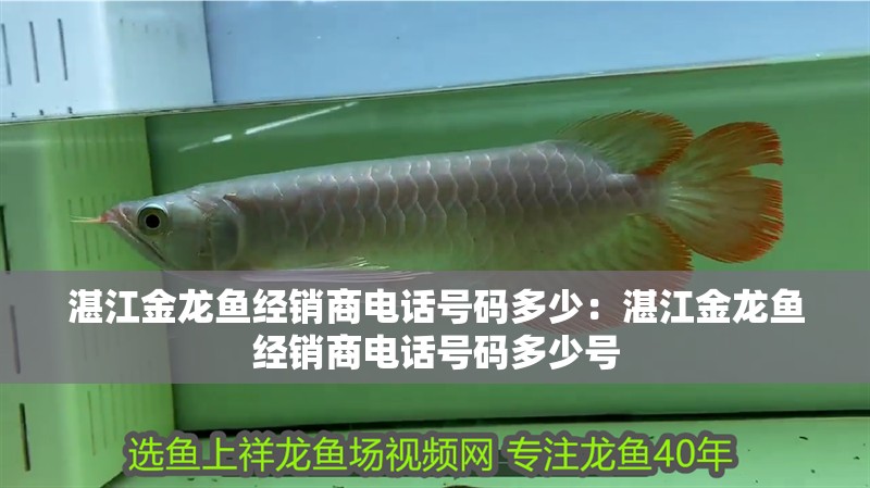 湛江金龍魚經(jīng)銷商電話號(hào)碼多少：湛江金龍魚經(jīng)銷商電話號(hào)碼多少號(hào)