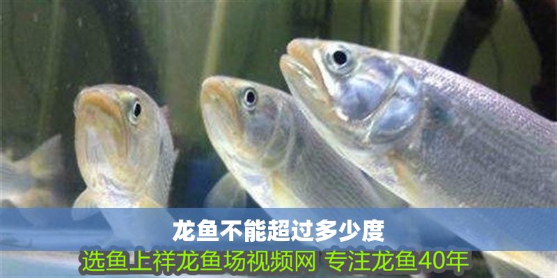 龍魚不能超過多少度