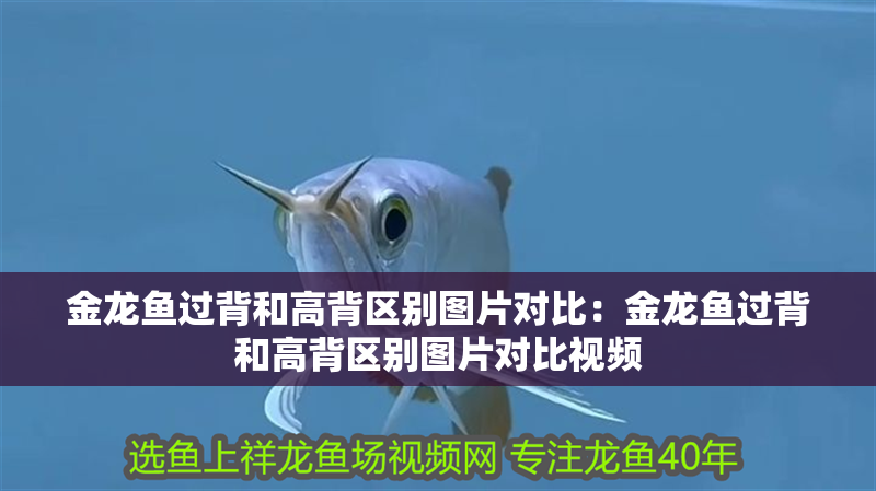 金龍魚過背和高背區別圖片對比：金龍魚過背和高背區別圖片對比視頻