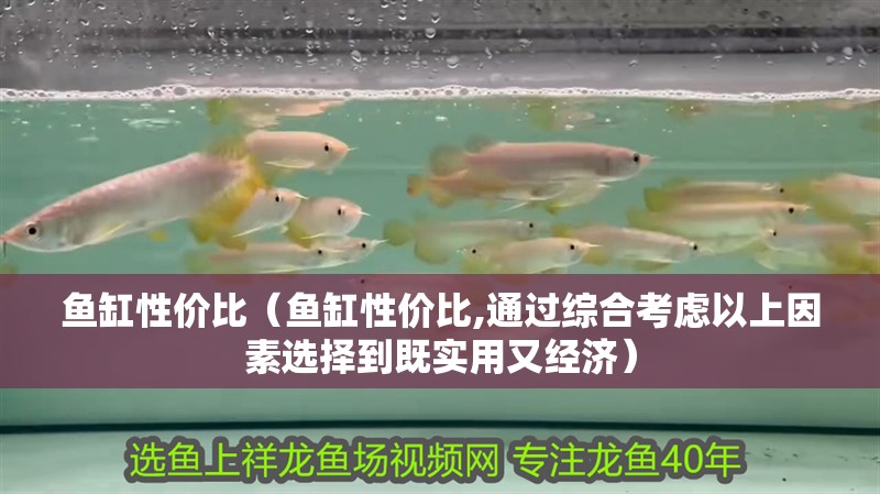 魚缸性價比（魚缸性價比,通過綜合考慮以上因素選擇到既實用又經濟）