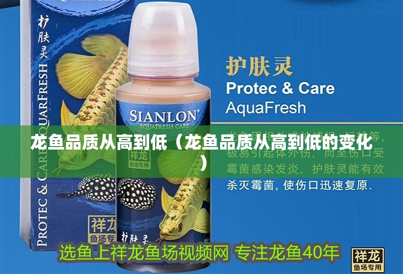 龍魚品質從高到低（龍魚品質從高到低的變化）