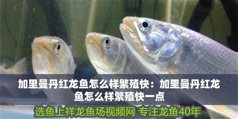 加里曼丹紅龍魚怎么樣繁殖快：加里曼丹紅龍魚怎么樣繁殖快一點