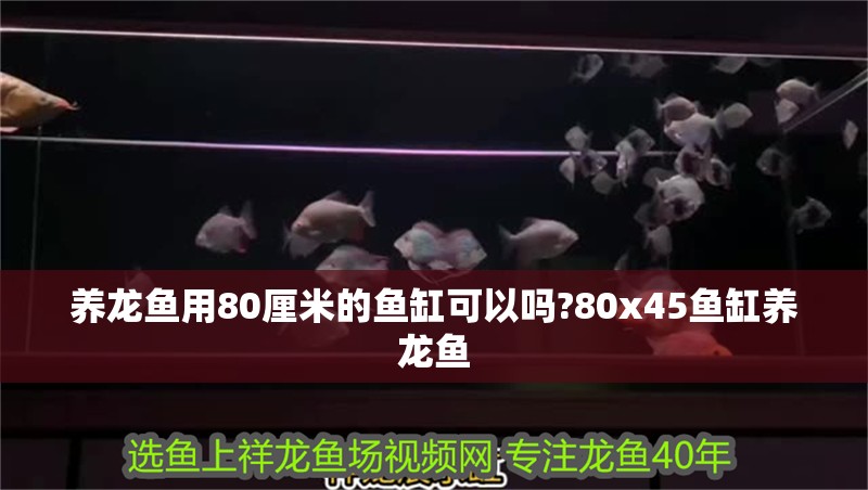 養龍魚用80厘米的魚缸可以嗎?80x45魚缸養龍魚