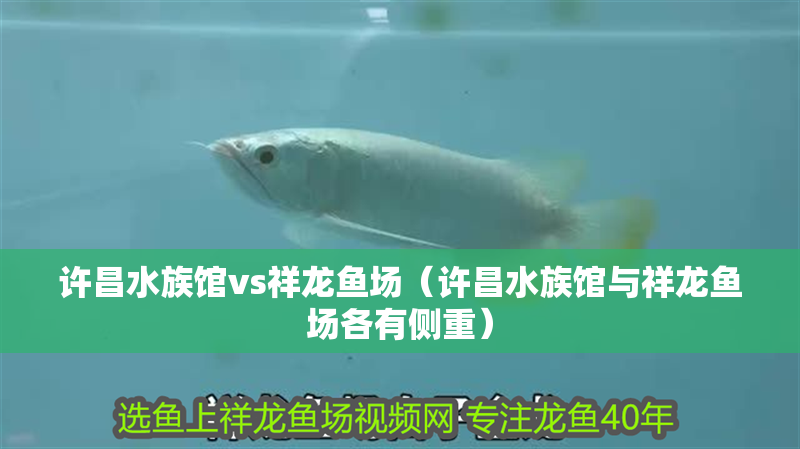 許昌水族館vs祥龍魚場（許昌水族館與祥龍魚場各有側重）
