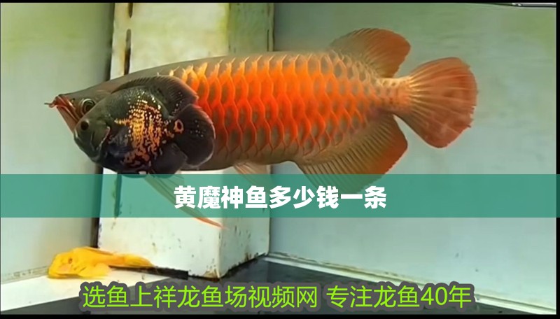 黃魔神魚多少錢一條