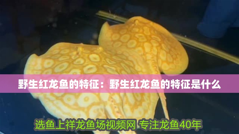 野生紅龍魚的特征：野生紅龍魚的特征是什么 野生紅龍魚的特征：野生紅龍魚的特征是什么 水族問答