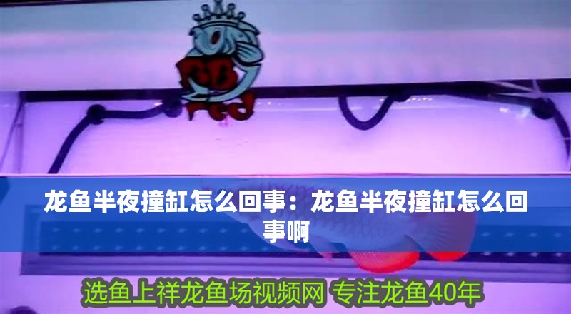 龍魚半夜撞缸怎么回事：龍魚半夜撞缸怎么回事啊 龍魚半夜撞缸怎么回事：龍魚半夜撞缸怎么回事啊 水族問答