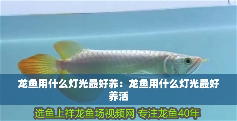 龍魚用什么燈光最好養：龍魚用什么燈光最好養活
