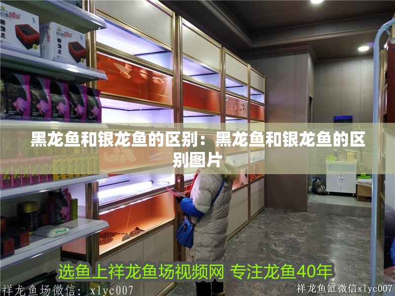 黑龍魚和銀龍魚的區別：黑龍魚和銀龍魚的區別圖片
