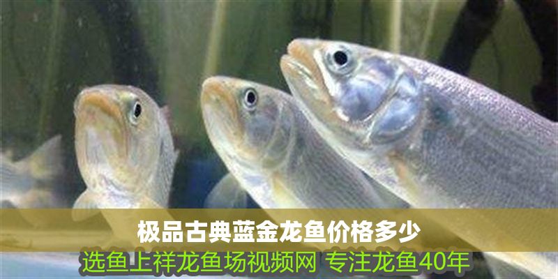 極品古典藍金龍魚價格多少