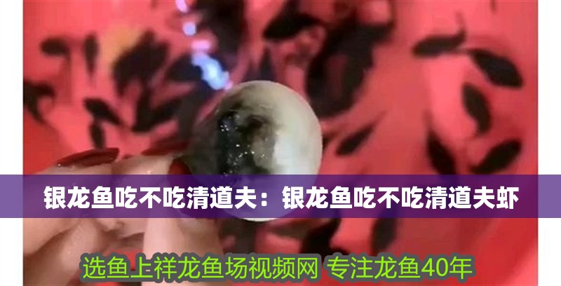 銀龍魚吃不吃清道夫：銀龍魚吃不吃清道夫蝦 銀龍魚吃不吃清道夫：銀龍魚吃不吃清道夫蝦 水族問答
