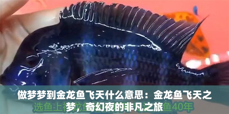 做夢夢到金龍魚飛天什么意思：金龍魚飛天之夢，奇幻夜的非凡之旅
