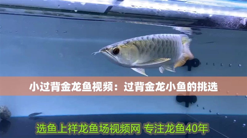 小過背金龍魚視頻：過背金龍小魚的挑選 小過背金龍魚視頻：過背金龍小魚的挑選 水族問答