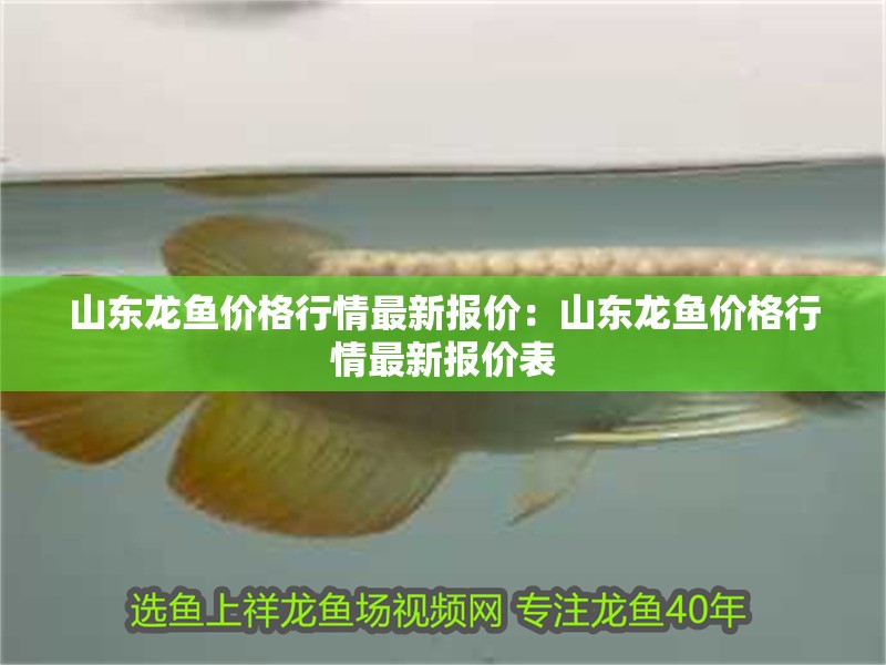 山東龍魚價格行情最新報價：山東龍魚價格行情最新報價表