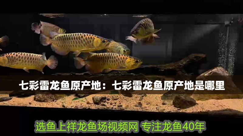 七彩雷龍魚原產(chǎn)地：七彩雷龍魚原產(chǎn)地是哪里
