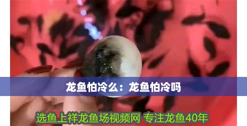 龍魚怕冷么：龍魚怕冷嗎