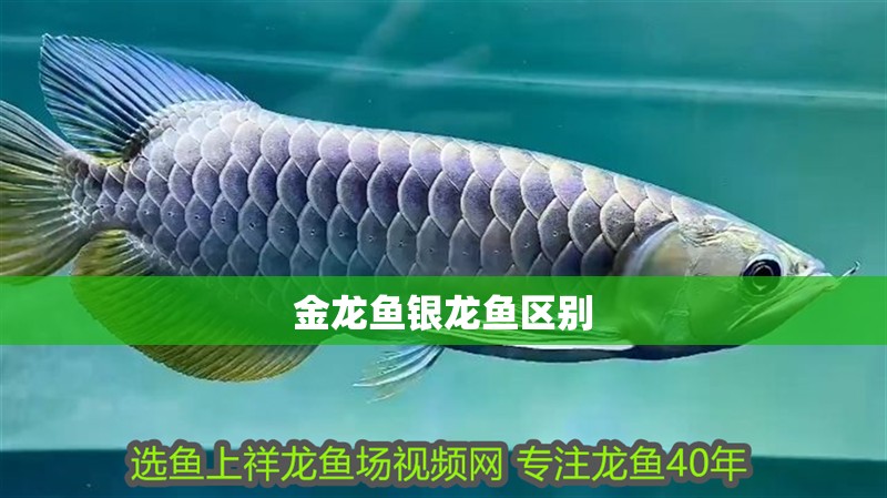 金龍魚銀龍魚區(qū)別