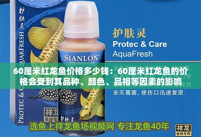 60厘米紅龍魚價(jià)格多少錢：60厘米紅龍魚的價(jià)格會(huì)受到其品種、顏色、品相等因素的影響