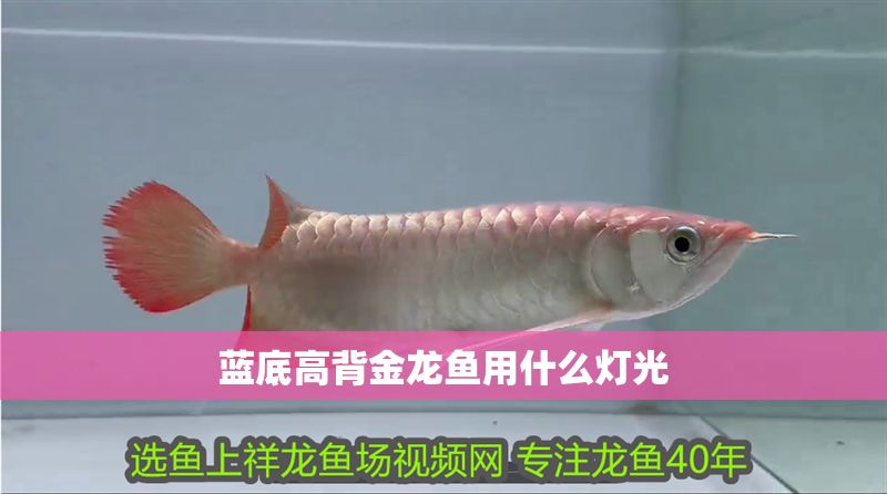 藍底高背金龍魚用什么燈光