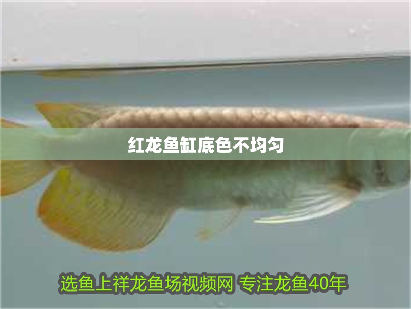 紅龍魚缸底色不均勻