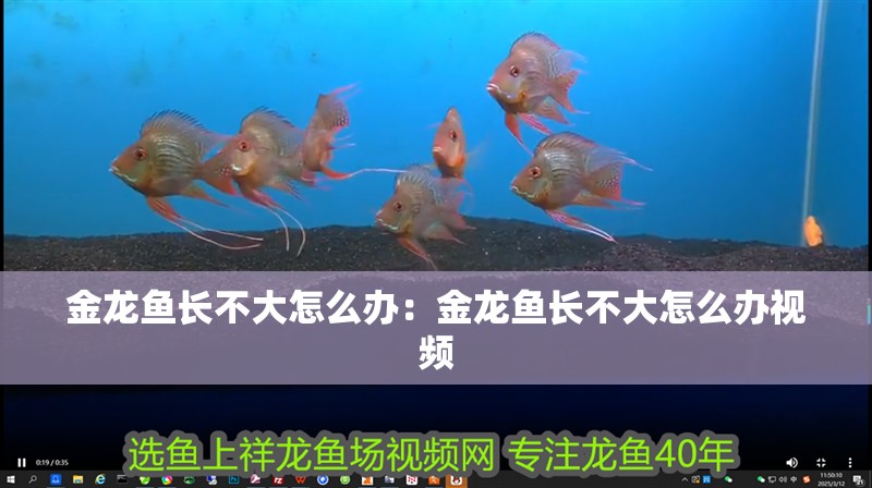 金龍魚長不大怎么辦：金龍魚長不大怎么辦視頻