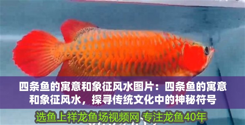 四條魚的寓意和象征風水圖片：四條魚的寓意和象征風水，探尋傳統文化中的神秘符號